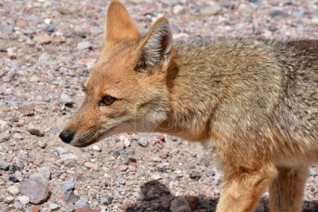 Wild Andean Fox in Atacama Desert Chile South America. High quality photo