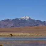 vikunja in front of Volcano Atacama Desert Chile South America. High quality photo