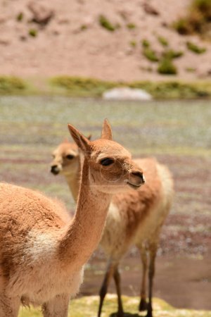 Foto de Wild Vikunja in Atacama desert Chile South America. High quality photo - Imagen libre de derechos