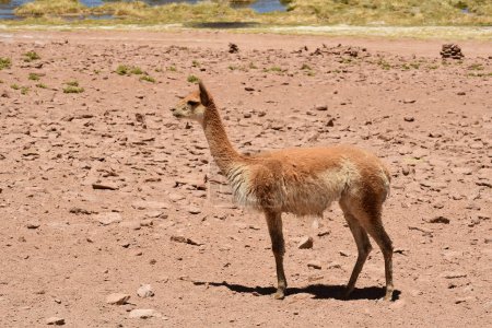 Téléchargez les photos : Wild Vikunja in Atacama desert Chile South America. High quality photo - en image libre de droit