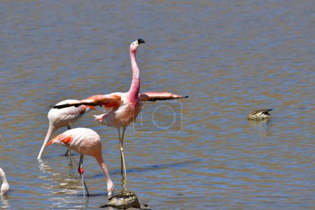 Flamingos in Atacama Desert chile South America. High quality photo
