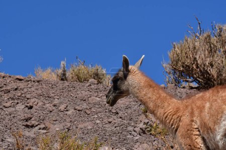 Téléchargez les photos : Guanaco in Atacama Desert Chile South America. High quality photo - en image libre de droit