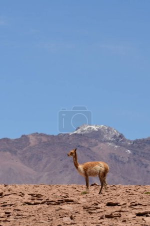 Foto de Vikunja on Altiplano Atacama Desert Chile South America. High quality photo - Imagen libre de derechos