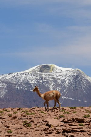 Téléchargez les photos : Vikunja sur Altiplano Atacama Desert Chili Amérique du Sud. Photo de haute qualité - en image libre de droit