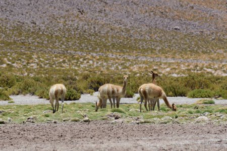 Foto de Vicunja wild in Anden mountains Chile South America. High quality photo - Imagen libre de derechos