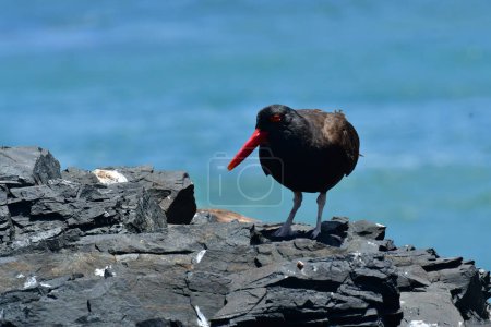 Photo for Oyster catcher on Rock with chick chile South America. High quality photo - Royalty Free Image
