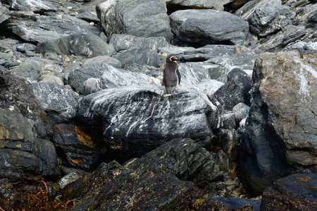 Foto de Reserva Nacional Pinguino de Humboldt chile south america pacific. High quality photo - Imagen libre de derechos