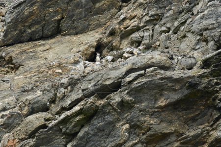 Foto de Reserva Nacional Pinguino de Humboldt chile south america pacific. High quality photo - Imagen libre de derechos