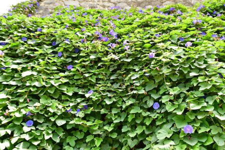 Foto de Pared de hojas verdes con flores púrpuras. Foto de alta calidad - Imagen libre de derechos