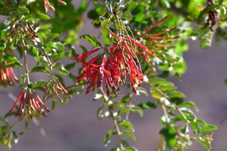 Foto de Flor roja sobre fondo de detalle verde árbol. Foto de alta calidad - Imagen libre de derechos