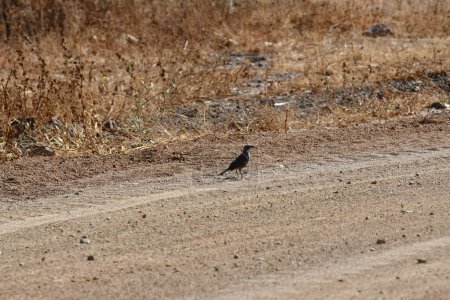 Photo for Small Bird on dusty Road chile south america. High quality photo - Royalty Free Image