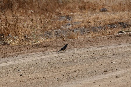 Photo for Small Bird on dusty Road chile south america. High quality photo - Royalty Free Image
