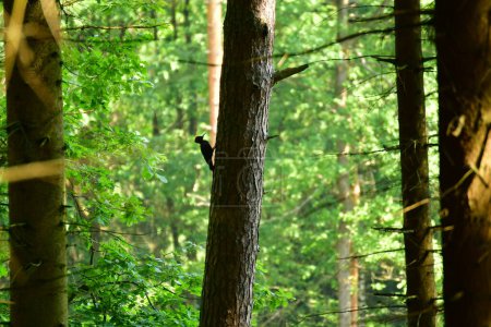 Foto de Pájaro carpintero grande en bosque alemán de alto contraste. Foto de alta calidad - Imagen libre de derechos