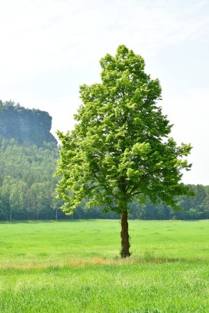 Téléchargez les photos : Arbre sur prairie verte ciel bleu nuages fond Sachsen Allemagne. Photo de haute qualité - en image libre de droit