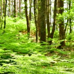 Green forest in Summer beautiful nature in germany . High quality photo