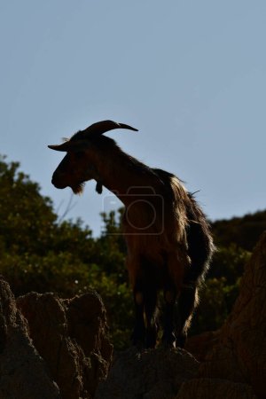 Téléchargez les photos : Chèvres sauvages sur l'île grecque kalymnos contraste élevé. Photo de haute qualité - en image libre de droit