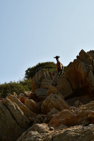 Téléchargez les photos : Chèvres sauvages sur l'île grecque kalymnos contraste élevé. Photo de haute qualité - en image libre de droit