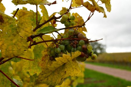 Téléchargez les photos : Raisins sur les vignobles dans la forêt palatinale à l'automne coloré. Photo de haute qualité - en image libre de droit