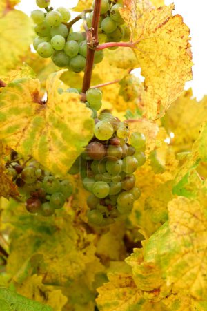 Foto de Uvas en viñedos en el Bosque Palatinado en otoño colorido otoño. Foto de alta calidad - Imagen libre de derechos