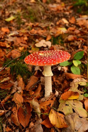Téléchargez les photos : Crapaud champignon dans la forêt allemande Odenwald automne. Photo de haute qualité - en image libre de droit