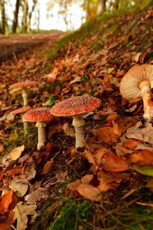 Téléchargez les photos : Crapaud champignon dans la forêt allemande Odenwald automne. Photo de haute qualité - en image libre de droit