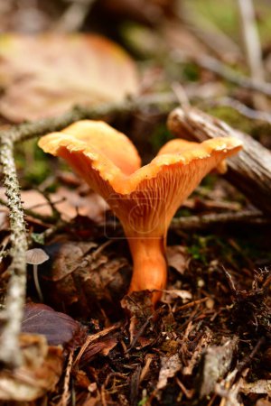 cantharel mushroom wild German Forest Odenwald. High quality photo