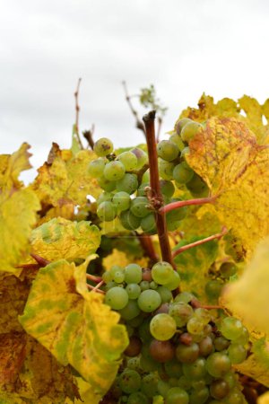 Téléchargez les photos : Raisins sur les vignobles dans la forêt palatinale à l'automne coloré. Photo de haute qualité - en image libre de droit