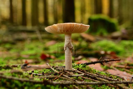 Photo for Death Cap Amanita phalloides in german Forest Odenwald . High quality photo - Royalty Free Image