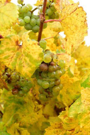 Foto de Uvas en viñedos en el Bosque Palatinado en otoño colorido otoño. Foto de alta calidad - Imagen libre de derechos