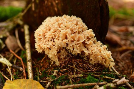 Photo for Sparassis crispa mushroom food natural forest odenwald. High quality photo - Royalty Free Image