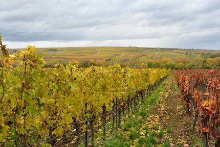 Foto de Línea de los viñedos fila en el Bosque Palatinado en otoño colorido. Foto de alta calidad - Imagen libre de derechos