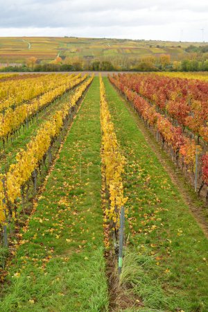 Téléchargez les photos : Ligne de vignes rangée dans la forêt palatinat à l'automne coloré. Photo de haute qualité - en image libre de droit