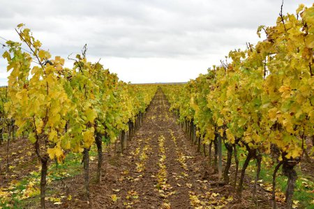 Téléchargez les photos : Ligne de vignes rangée dans la forêt palatinat à l'automne coloré. Photo de haute qualité - en image libre de droit