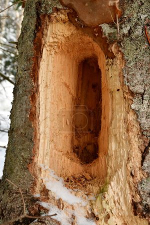 big woodpecker hole in tree hokkaido japan. High quality photo