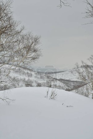 Hokkaido Japón invierno Paisaje Bosque árboles esquí turismo deporte. Foto de alta calidad