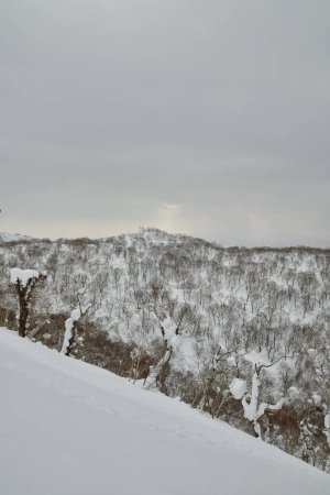 Hokkaido Japan Winter Landschaft Wald Bäume Skitourensport. Hochwertiges Foto