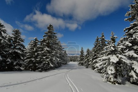 Photo for Ski Touring Hokkaido Japan Biei Fuji Blue sky Mountain Scene Forest Snow. High quality photo - Royalty Free Image