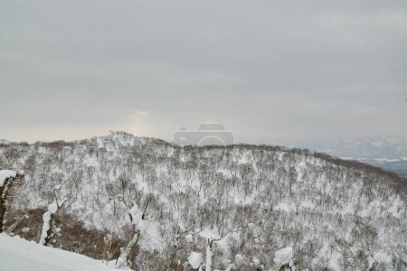 Hokkaido Japon hiver Paysage Forêt arbres ski randonnée sport. Photo de haute qualité