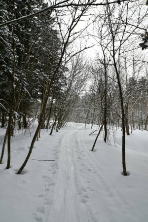 Winter-Wald-Hokkaido-Japan mit Schnee-Skitouren-Top. Hochwertiges Foto