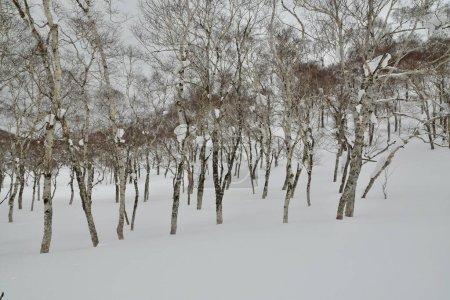 Hokkaido Japón invierno Paisaje Bosque árboles esquí turismo deporte. Foto de alta calidad