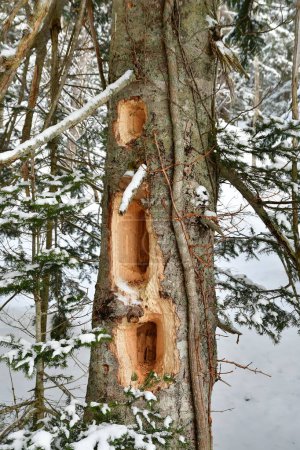 gran agujero de pájaro carpintero en el árbol hokkaido japón. Foto de alta calidad