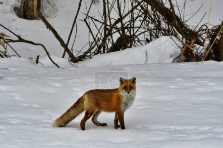Fuchs rot im Schnee Hokkaido Japan Winter Tierwelt. Hochwertiges Foto