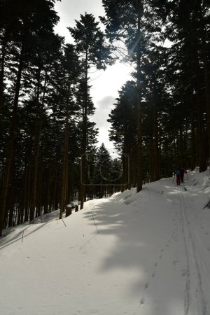hiver forêt hokkaido japon avec neige ski de randonnée top. Photo de haute qualité