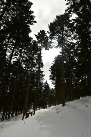 invierno bosque hokkaido japón con nieve esquí de travesía superior. Foto de alta calidad