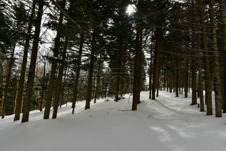 Winter-Wald-Hokkaido-Japan mit Schnee-Skitouren-Top. Hochwertiges Foto