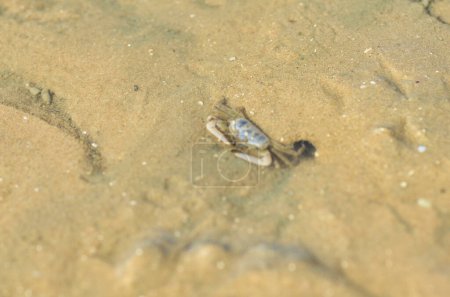 Animales de cangrejo en la naturaleza de arena vida silvestre marina. Foto de alta calidad