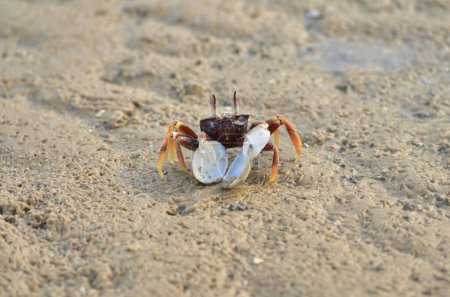 Animales de cangrejo en la naturaleza de arena vida silvestre marina. Foto de alta calidad