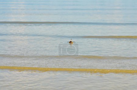 Krabbentier in Sand Natur Meeresfauna. Hochwertiges Foto
