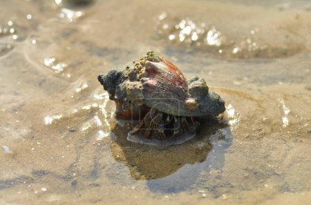 Crab animal in Sand nature sea wildlife. High quality photo