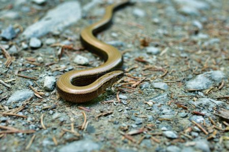 blindworm crossing snake wild nature animal. High quality photo